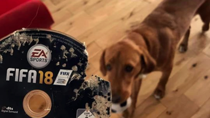 Amazon Have Responded to Bloke Whose FIFA 18 Game Was Eaten By His Dog