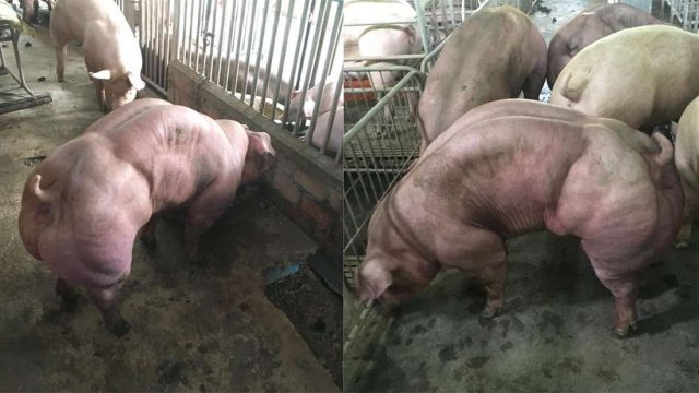 Footage of This ‘Super Pig’ Farm Has Left Animal Activists Claiming ‘Frankenscience’