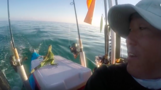 Top Bloke Finds Iguana 4 Miles Out to Sea, Takes Him To Safety