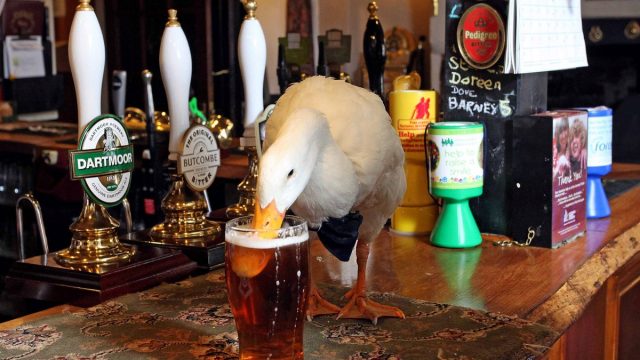 This Duck Is A Regular At The Pub, He Drinks Pints & Picks Fights