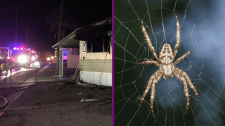 Bloke Kills Spider With Blowtorch, Burns House Down In Process