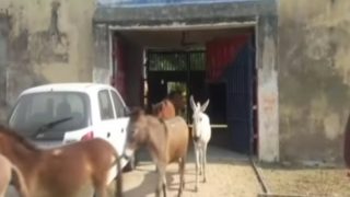 India Throws Eight Badass Donkeys In Prison