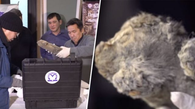 Scientists Plan Cloning This Perfectly Preserved 50,000 Year Old Extinct Lion