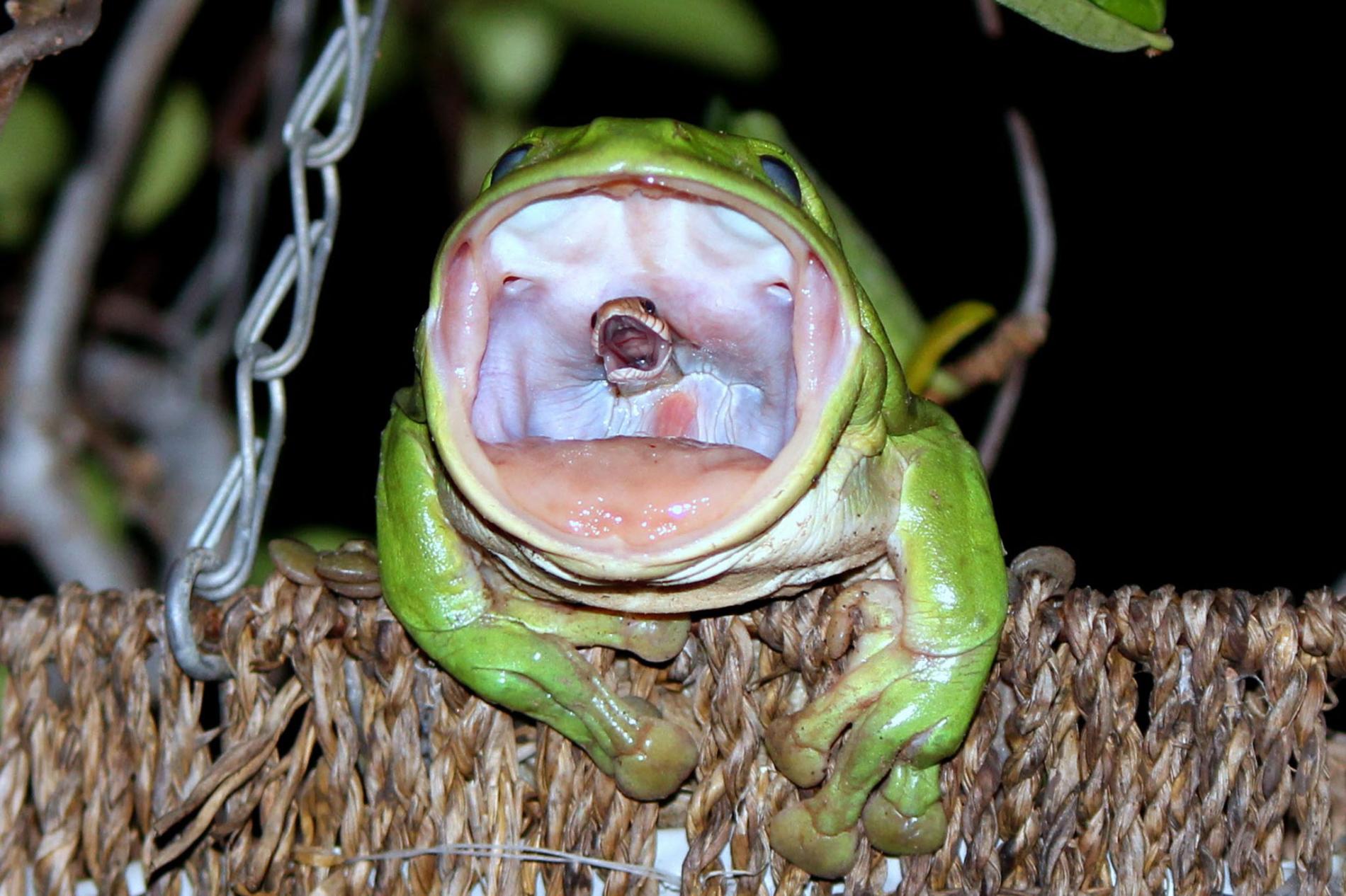 photographer-reveals-the-story-behind-that-photo-of-the-snake-eating-frog