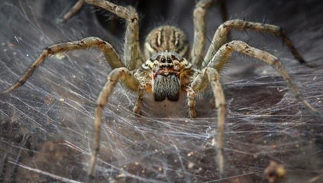 Study Shows Spiders Could Wipe Out The Human Race In One Year