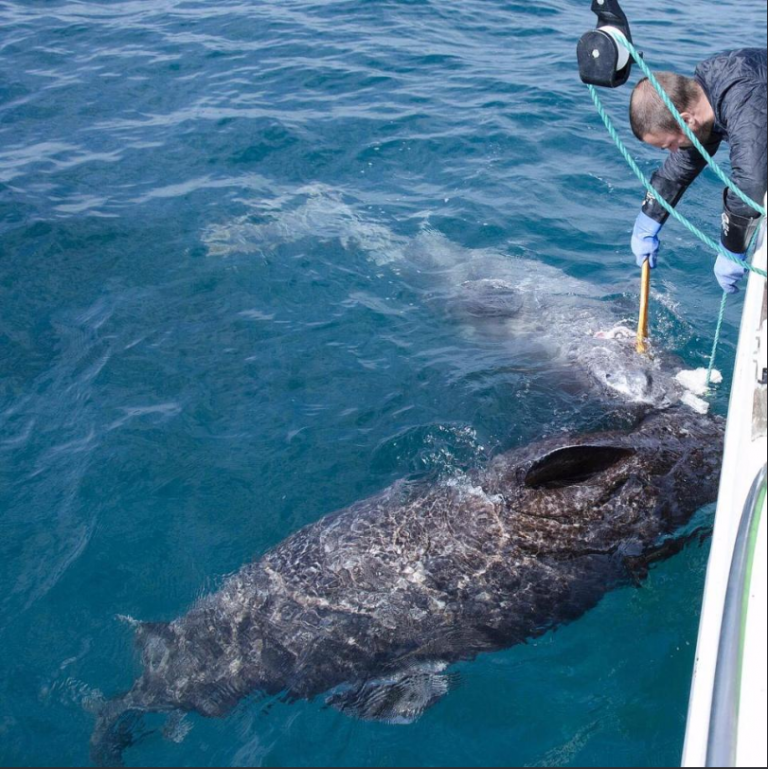 Scientists Catch A 500 Year Old Shark