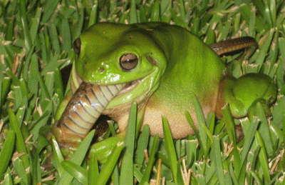 Seriously, don't f*** with frogs. Credit: Ian Hamilton/Daily Mercury