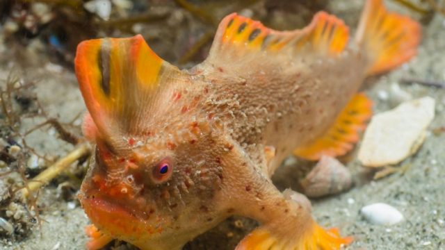 Rare Fish With Hands Found Off Tasmanian Coast