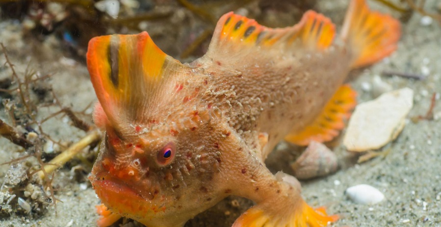 Rare Fish With Hands Found Off Tasmanian Coast