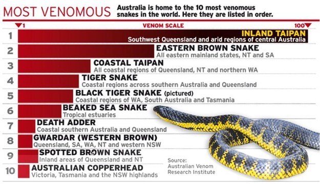 'Nuff said. Credit: Australian Venom Research Institute