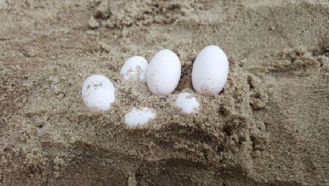 Ozzy Kid Makes Horror Discovery In School Sandpit During His Lunchbreak