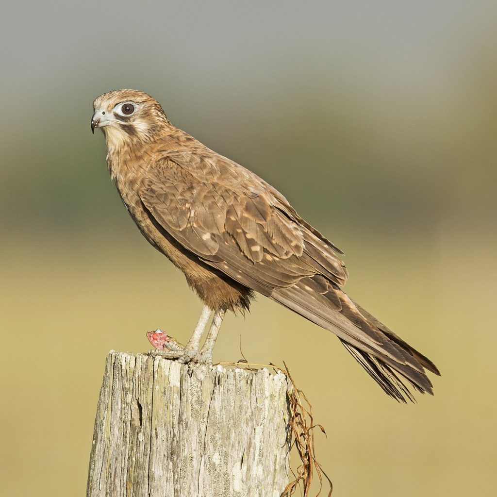 Scientists Have Proof Of These Aussie Birds Deliberately Starting Bush ...