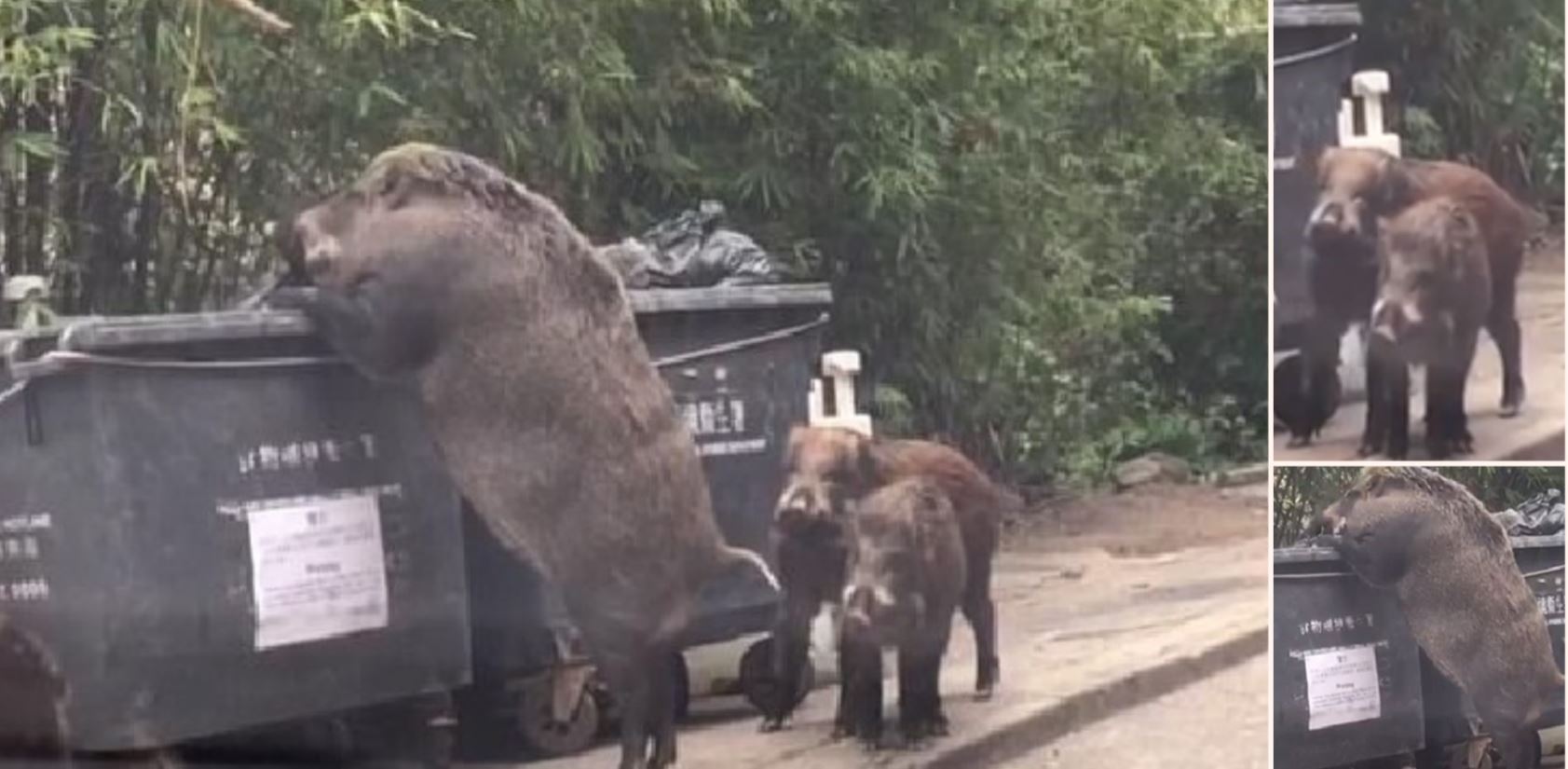Huge Wild Boar Caught Rummaging Through a Bin