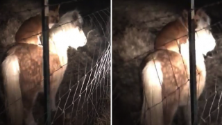 Woman Catches Neighbour’s Dog Riding Her Pony