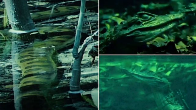 Giant Anaconda Ambushes Crocodile Underwater and Swallows It Whole