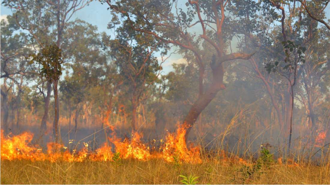 Scientists Have Proof Of These Aussie Birds Deliberately Starting Bush Fires