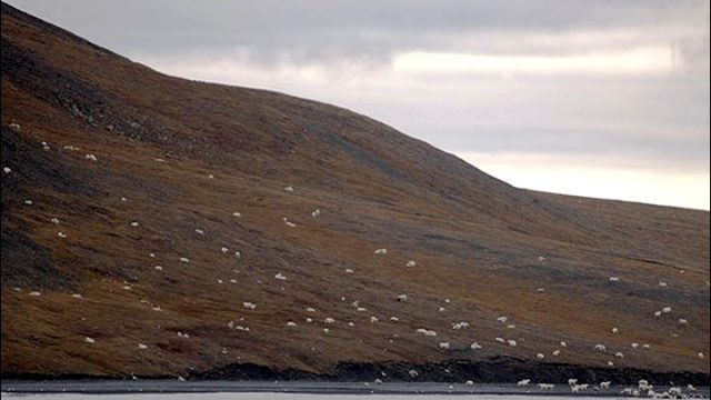 Hundreds of Polar Bears Meet Up And Feast On Dead Whale
