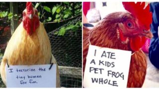 An eggcellent collection of photos from farmers “cock-shaming” their chickens