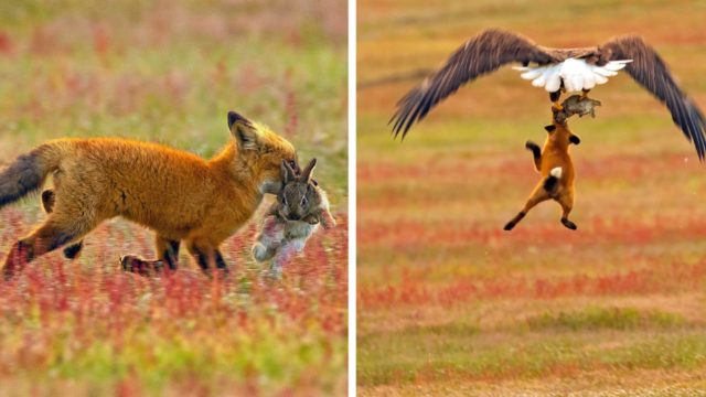 Eagle snatches fox holding rabbit in mouth in dramatic images