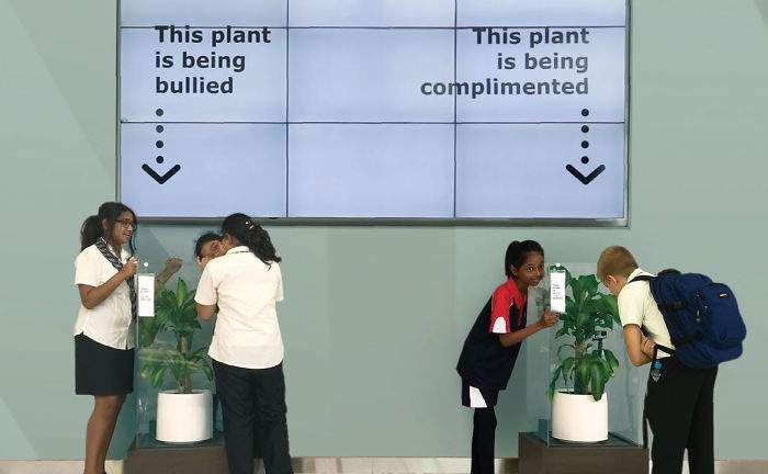 IKEA asked students to bully a plant for 30 days to see whether it would wither