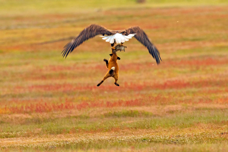 Just let go, fox. You lose. Credit: Kevin Ebi