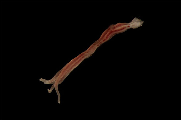 Zombie worm. Credit: Museums Victoria