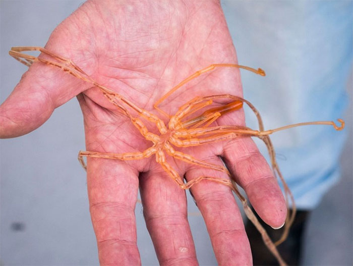 Giant anemone-sucking sea spider. Credit: Museums Victoria