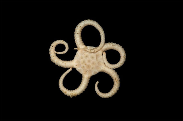 Brittle Star. Credit: Museums Victoria