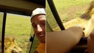 Safari tourist attempts to pat wild lion from car window, instantly regrets it