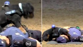 Police Dog performs CPR on police offer