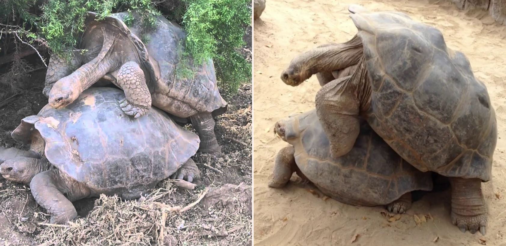 Diego the randy tortoise has f**ked so much he’s single-handedly saved his entire species