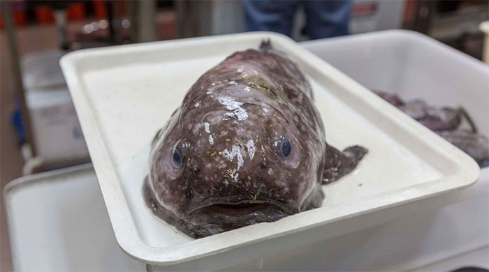 Blob fish. Credit: Museums Victoria