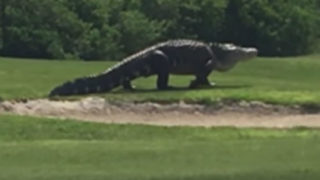 Big F*ck Off Alligator casually strolls across golf course