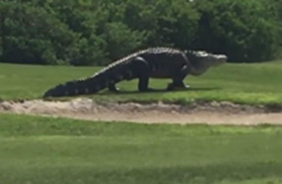 Big F*ck Off Alligator casually strolls across golf course