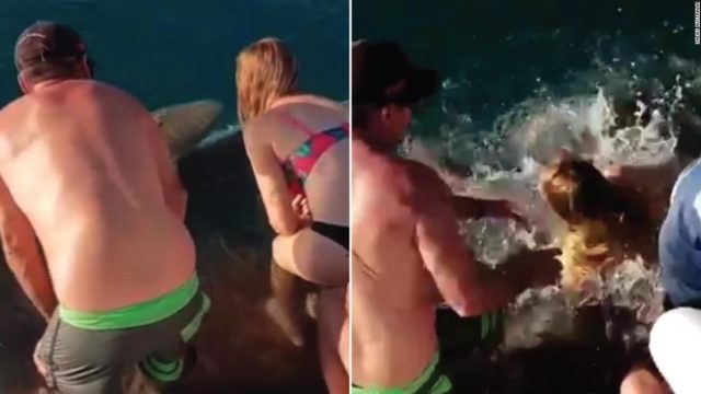 Shark bites woman’s hand and drags her into water after she tries to feed it