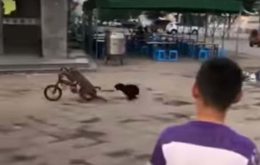 Monkey steals a bike, fends off a dog and rides off like a f*cken boss