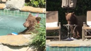 Awesome bear goes for a swim in blokes backyard, drinks margeritas, then takes a nap