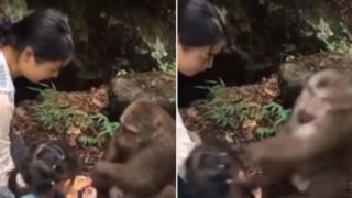 Monkey punches girl in the face at zoo after taunting him