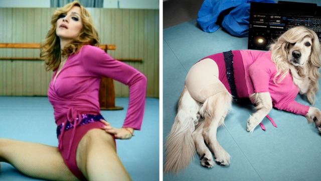 Meet Maxdonna – the dog whose impersonations of Madonna are f**ken mint