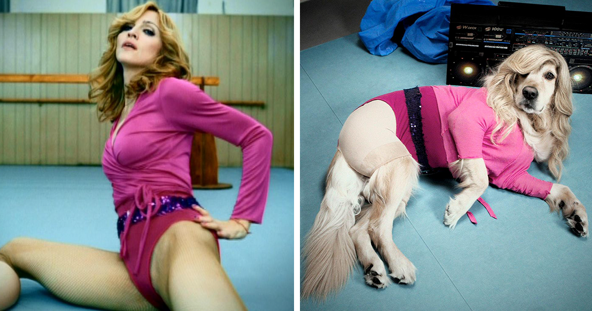 Meet Maxdonna – the dog whose impersonations of Madonna are f**ken mint