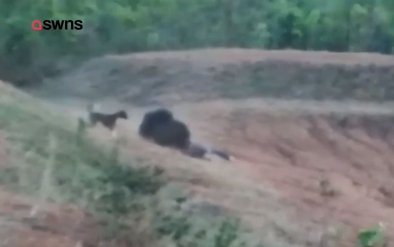 A stray dog tried to assist Bhatura, biting the bear, but was unable to help. Credit: SWNS