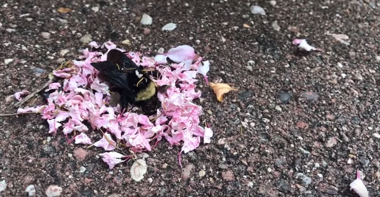 Video footage shows ants performing some sort of ritual on a dead bee