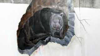 The comedy of errors behind Warrnambool’s new wombat mural
