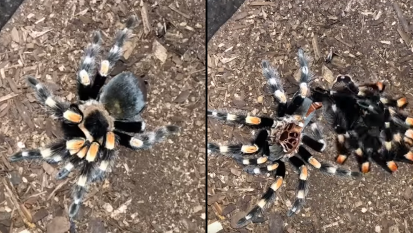 Footage of tarantula shedding its skin is f*cken terrifying