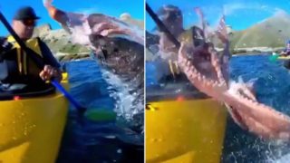 Seal slaps the f*cken shit out of noisy kayaker with an octopus