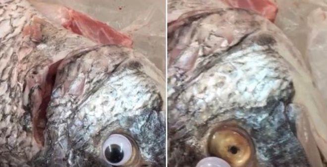 Dodgy store caught selling fish with fake googly eyes stuck on