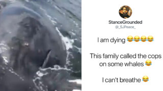 Ridiculous family calls the cops on whales while sailing