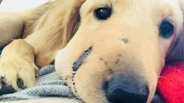 Dog who saved his owner from a rattlesnake named dog of the year