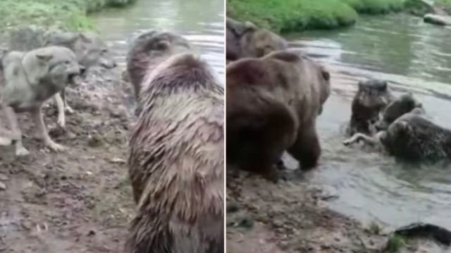 Group of bears f**ken destroy a wolf in Dutch zoo