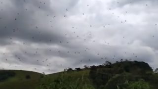 Video footage captured in Brazil shows it’s f*cken raining spiders
